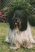 Droopy 11ans1/2