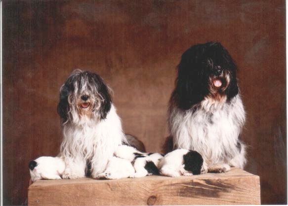Yann Arthus Bertrand: LES CHIENS                      ( avec Eliaska-Droopy et leurs BB )