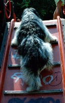 Droopy adorait faire le toboggan........